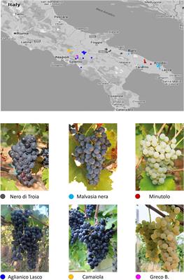 Genetic diversity and signature of divergence in the genome of grapevine clones of Southern Italy varieties